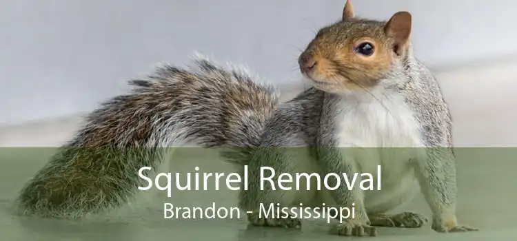 Squirrel Removal Brandon - Mississippi