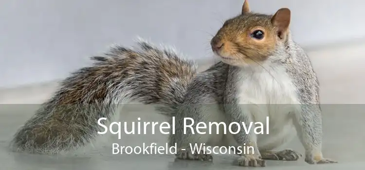 Squirrel Removal Brookfield - Wisconsin