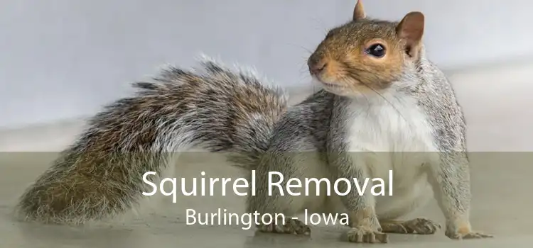 Squirrel Removal Burlington - Iowa