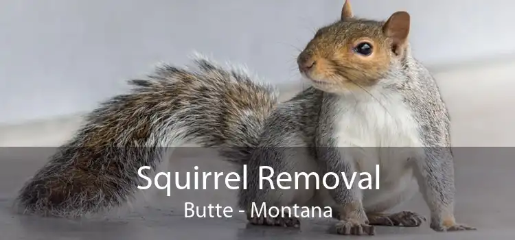 Squirrel Removal Butte - Montana