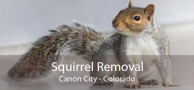 Squirrel Removal Canon City - Colorado