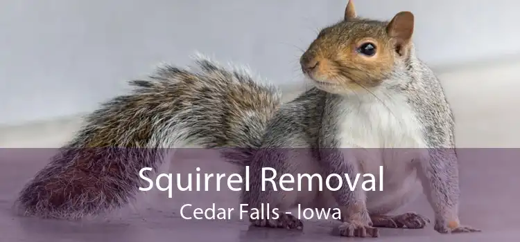 Squirrel Removal Cedar Falls - Iowa