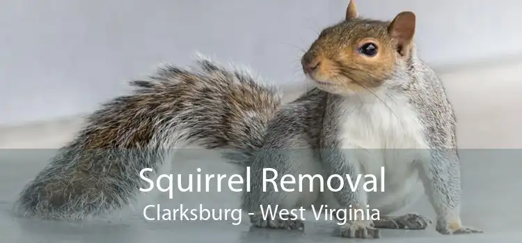 Squirrel Removal Clarksburg - West Virginia