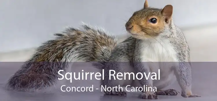 Squirrel Removal Concord - North Carolina