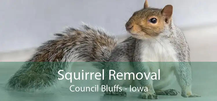 Squirrel Removal Council Bluffs - Iowa