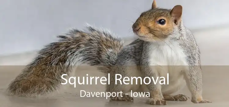 Squirrel Removal Davenport - Iowa