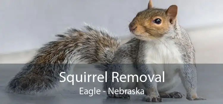 Squirrel Removal Eagle - Nebraska