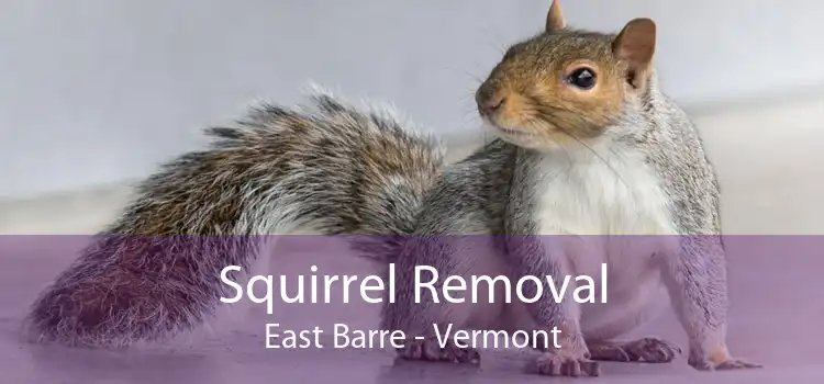 Squirrel Removal East Barre - Vermont