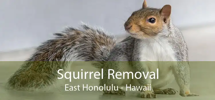Squirrel Removal East Honolulu - Hawaii