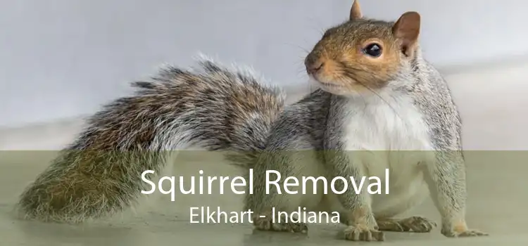 Squirrel Removal Elkhart - Indiana