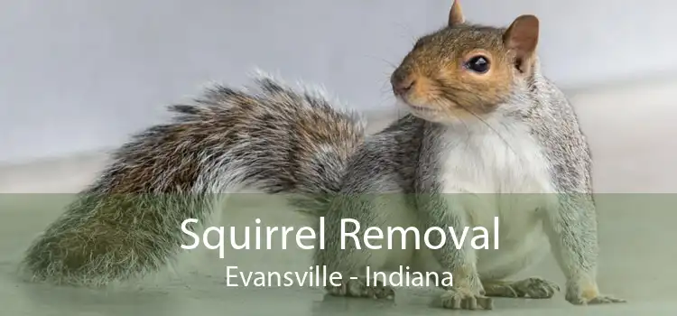 Squirrel Removal Evansville - Indiana