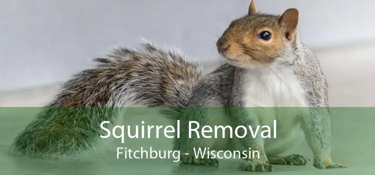 Squirrel Removal Fitchburg - Wisconsin