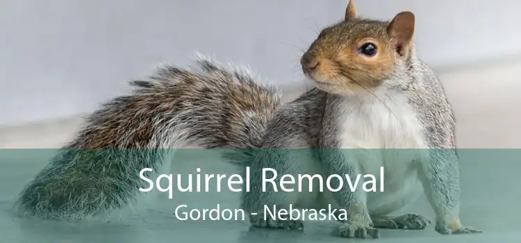 Squirrel Removal Gordon - Nebraska
