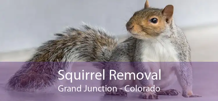 Squirrel Removal Grand Junction - Colorado