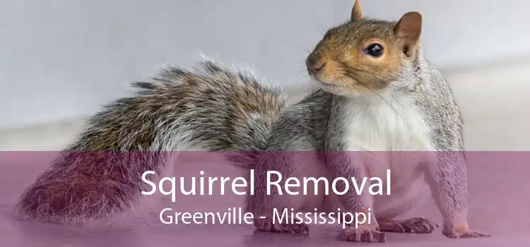 Squirrel Removal Greenville - Mississippi