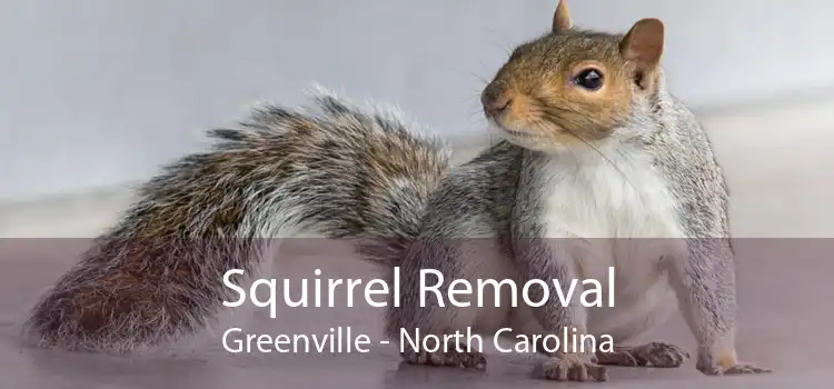 Squirrel Removal Greenville - North Carolina