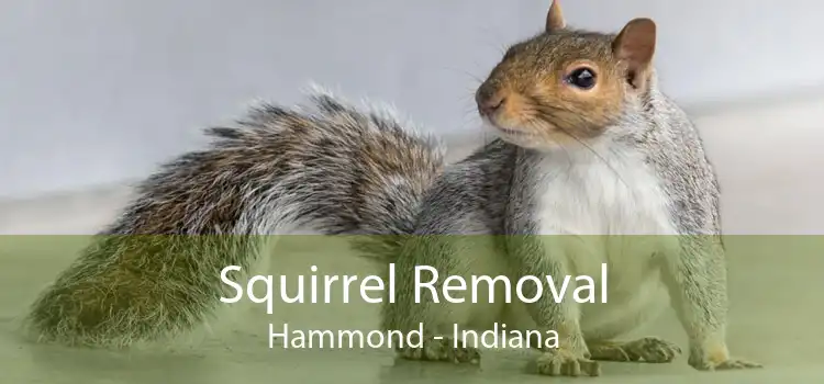 Squirrel Removal Hammond - Indiana