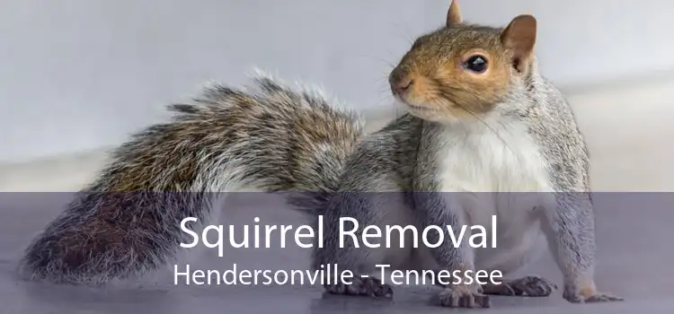 Squirrel Removal Hendersonville - Tennessee
