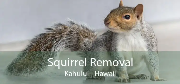 Squirrel Removal Kahului - Hawaii
