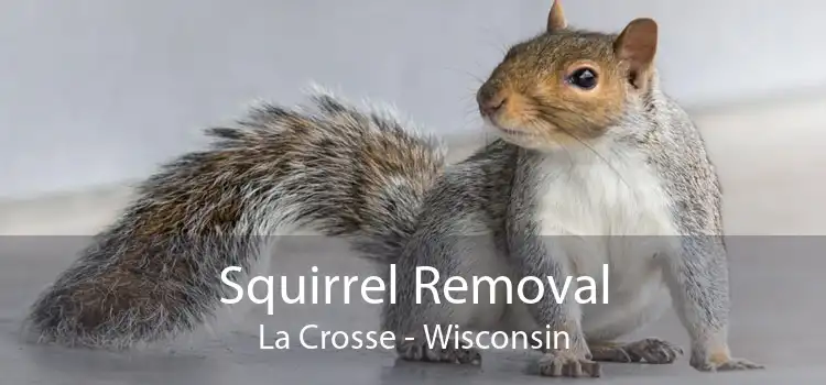 Squirrel Removal La Crosse - Wisconsin