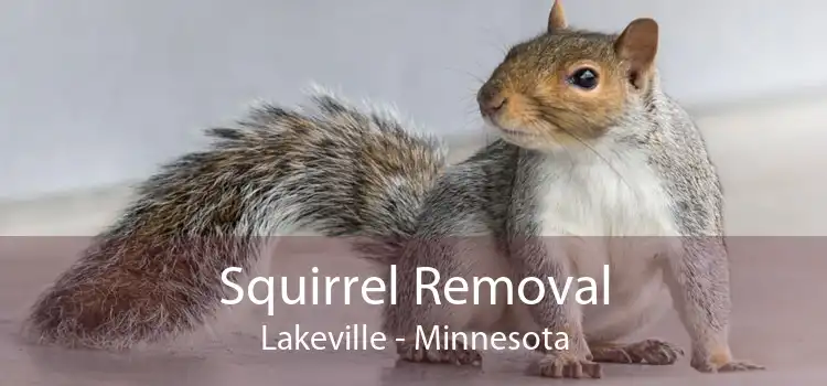 Squirrel Removal Lakeville - Minnesota