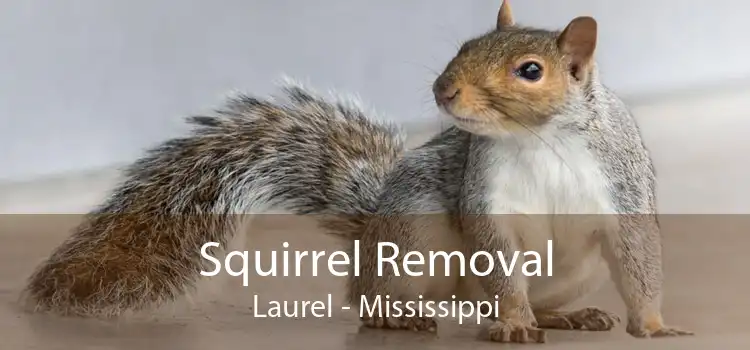 Squirrel Removal Laurel - Mississippi