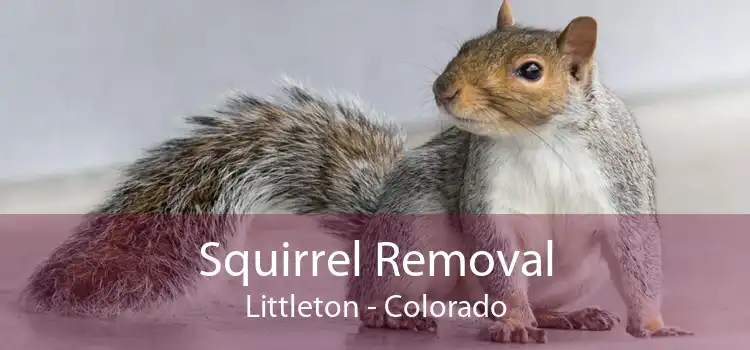 Squirrel Removal Littleton - Colorado
