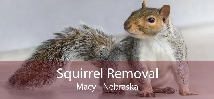 Squirrel Removal Macy - Nebraska