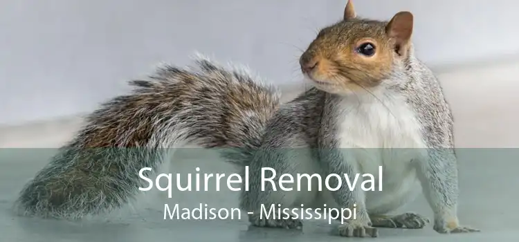 Squirrel Removal Madison - Mississippi