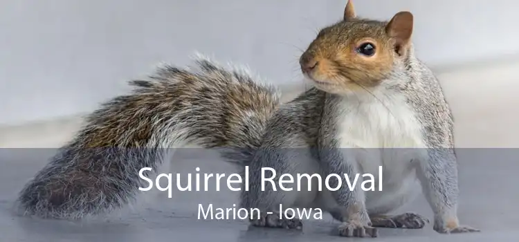 Squirrel Removal Marion - Iowa