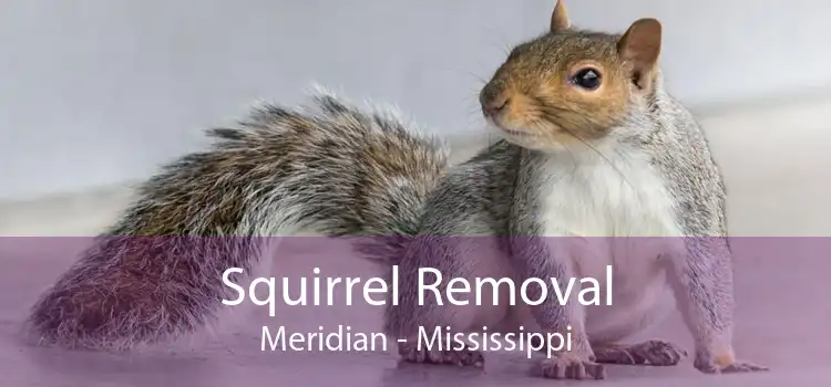 Squirrel Removal Meridian - Mississippi