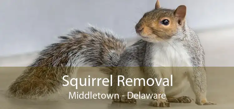 Squirrel Removal Middletown - Delaware