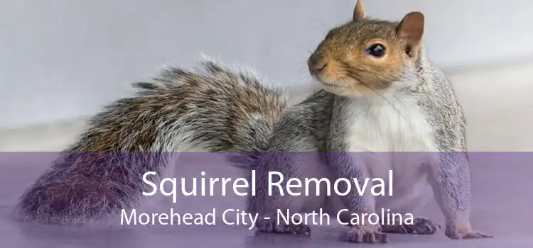 Squirrel Removal Morehead City - North Carolina