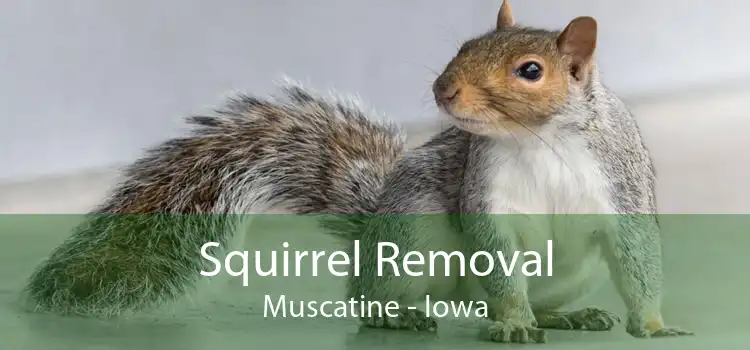Squirrel Removal Muscatine - Iowa