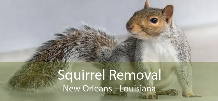 Squirrel Removal New Orleans - Louisiana