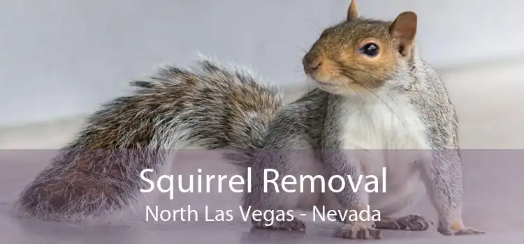 Squirrel Removal North Las Vegas - Nevada