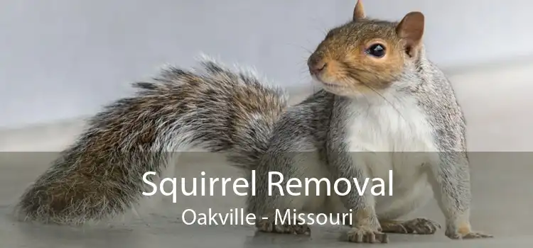 Squirrel Removal Oakville - Missouri