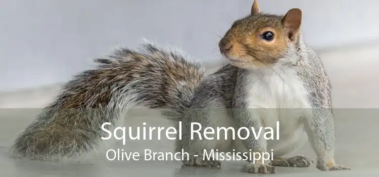 Squirrel Removal Olive Branch - Mississippi
