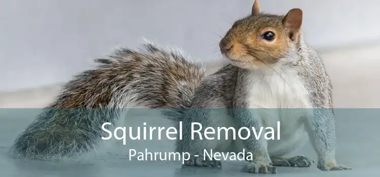 Squirrel Removal Pahrump - Nevada