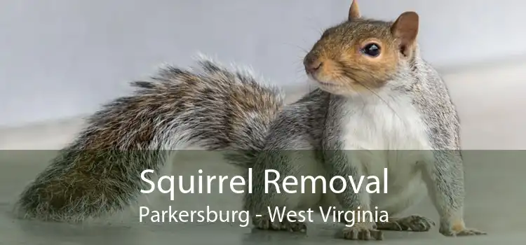Squirrel Removal Parkersburg - West Virginia