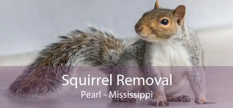Squirrel Removal Pearl - Mississippi