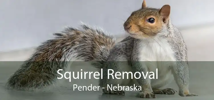 Squirrel Removal Pender - Nebraska
