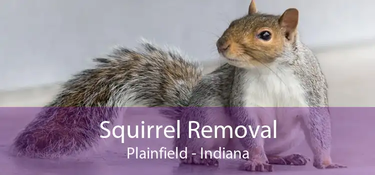 Squirrel Removal Plainfield - Indiana