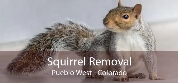 Squirrel Removal Pueblo West - Colorado