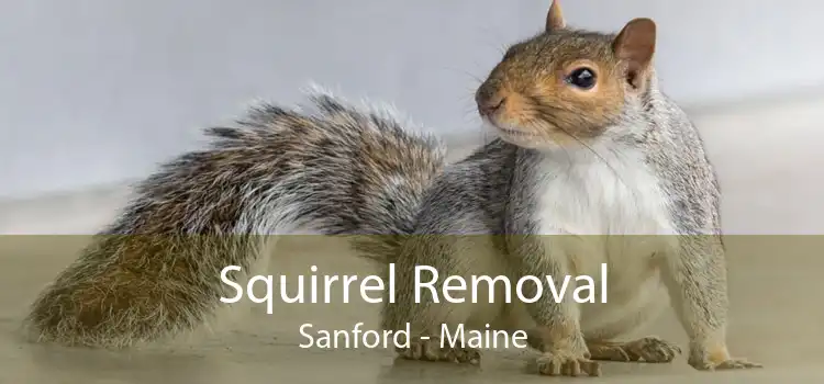 Squirrel Removal Sanford - Maine