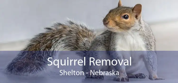 Squirrel Removal Shelton - Nebraska