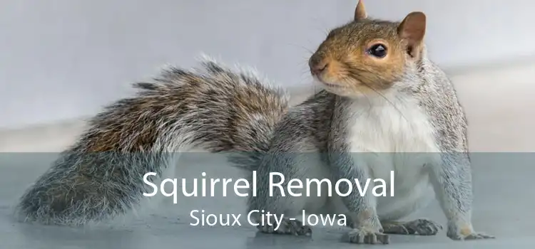 Squirrel Removal Sioux City - Iowa