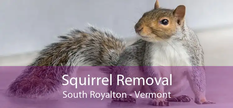 Squirrel Removal South Royalton - Vermont