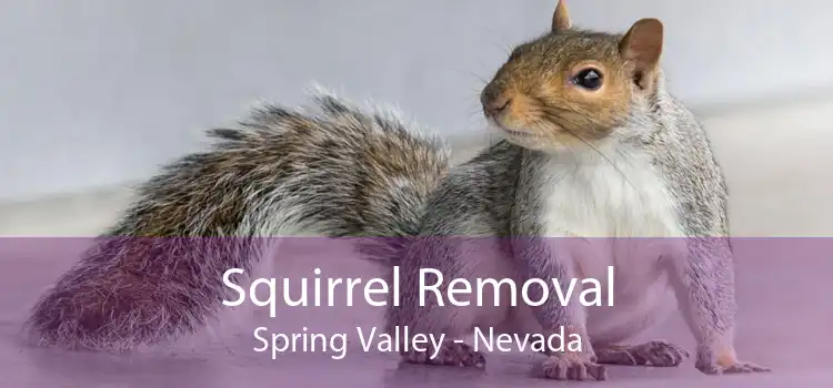 Squirrel Removal Spring Valley - Nevada