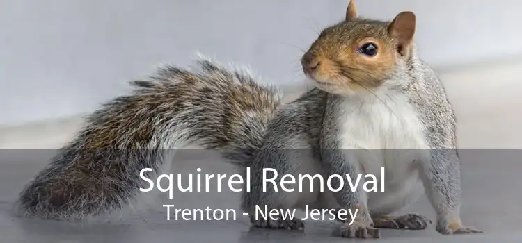 Squirrel Removal Trenton - New Jersey